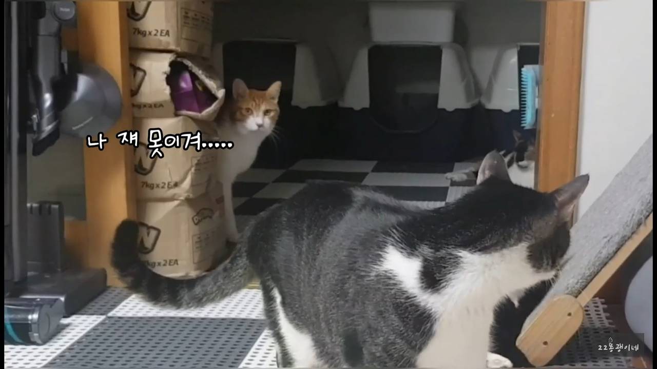 내가 때리는건 괜찮아도 남이 때리는건 안괜찮은 현실남매 고양이 | 인스티즈