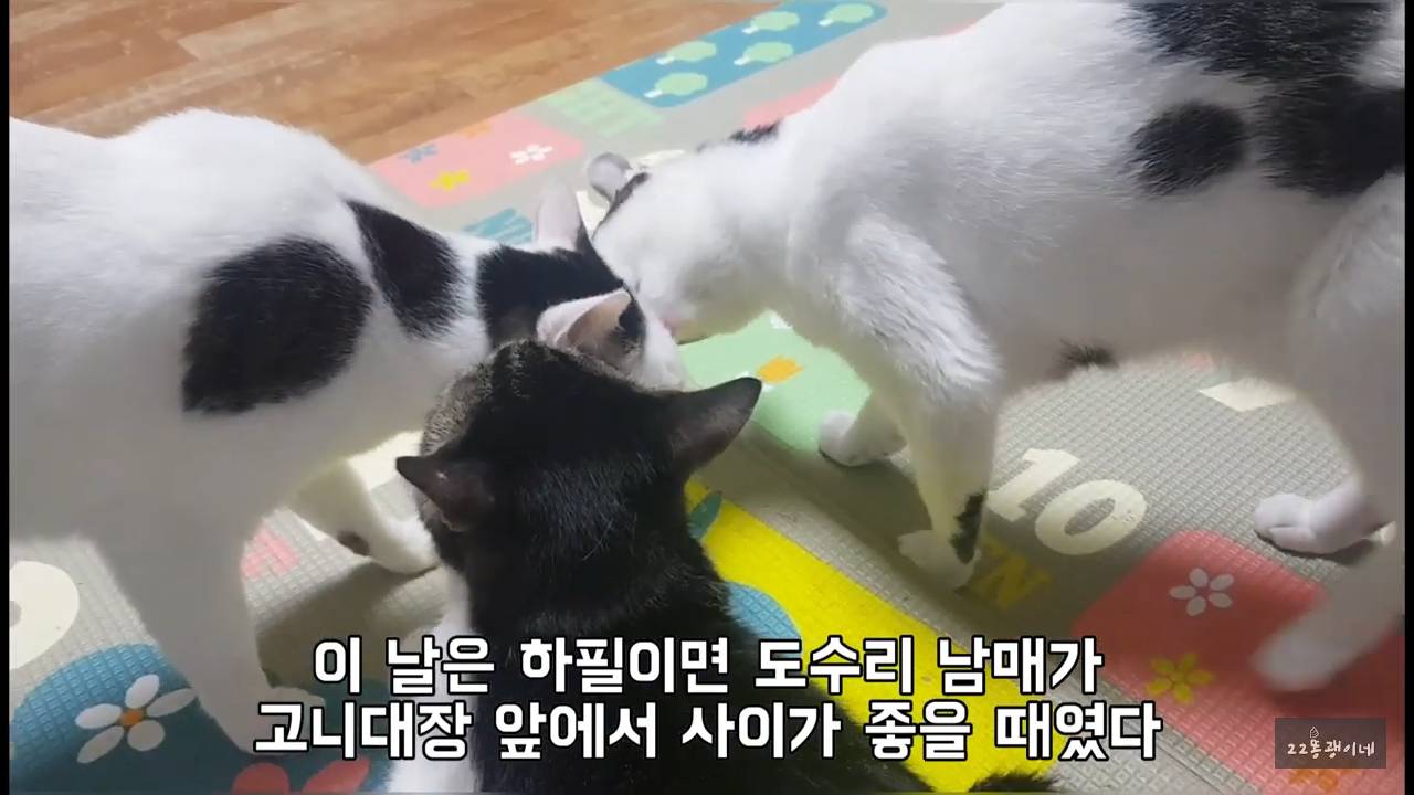 내가 때리는건 괜찮아도 남이 때리는건 안괜찮은 현실남매 고양이 | 인스티즈