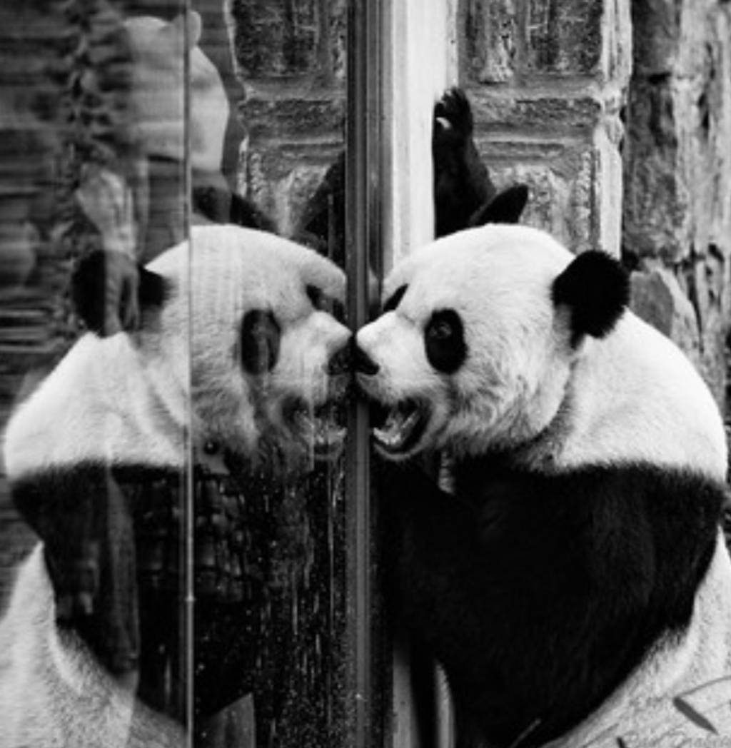 거울 보는 곰돌이들 | 인스티즈