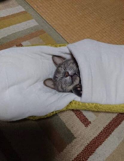 뱀에게 잡아먹히는 고양이.jpg | 인스티즈