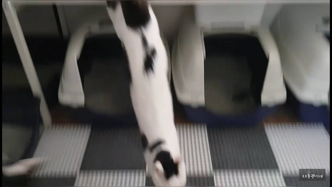 내가 때리는건 괜찮아도 남이 때리는건 안괜찮은 현실남매 고양이 | 인스티즈