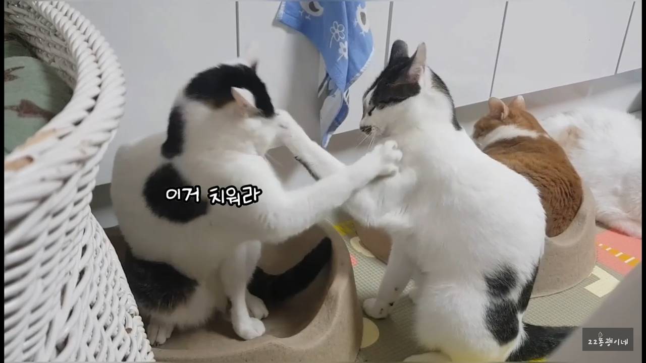 내가 때리는건 괜찮아도 남이 때리는건 안괜찮은 현실남매 고양이 | 인스티즈