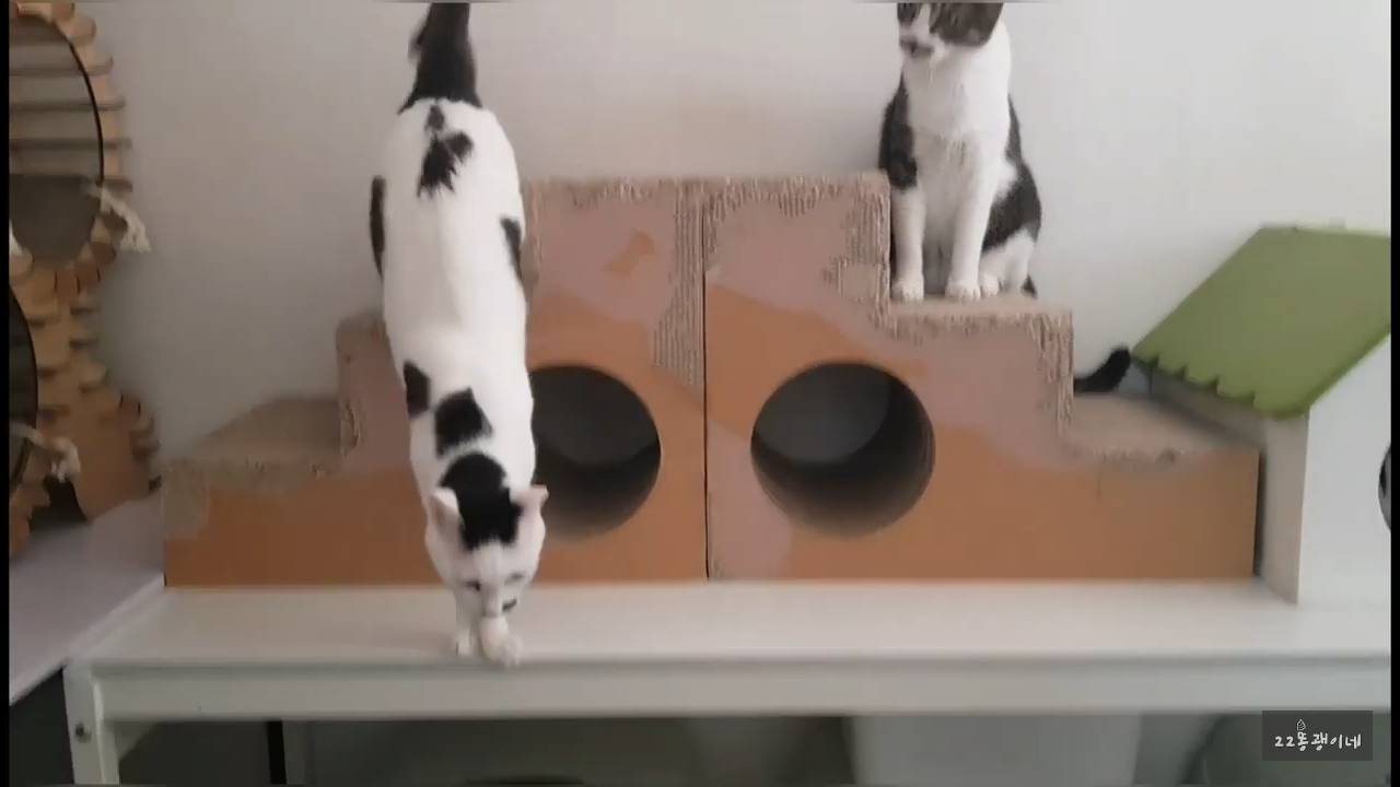 내가 때리는건 괜찮아도 남이 때리는건 안괜찮은 현실남매 고양이 | 인스티즈