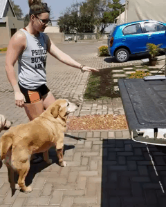 차에타는 리트리버들 | 인스티즈