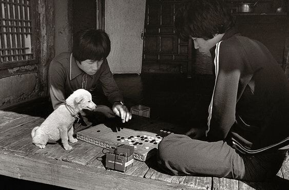 1970년대...한국의 댕댕이들....jpg | 인스티즈