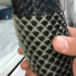 신기한 뱀 허물 벗기기.gif (주의) | 인스티즈