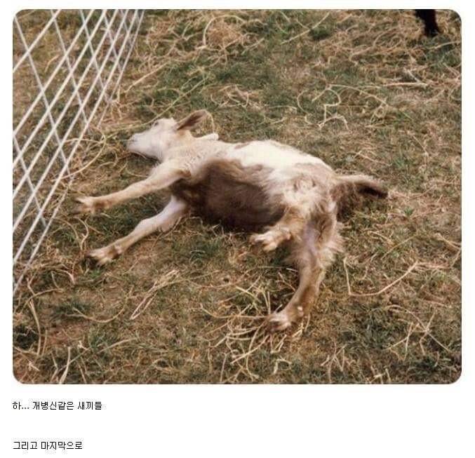 ㅂㅅ같은 동물류 최고봉.jpg | 인스티즈