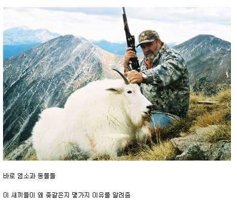 ㅂㅅ같은 동물류 최고봉.jpg | 인스티즈