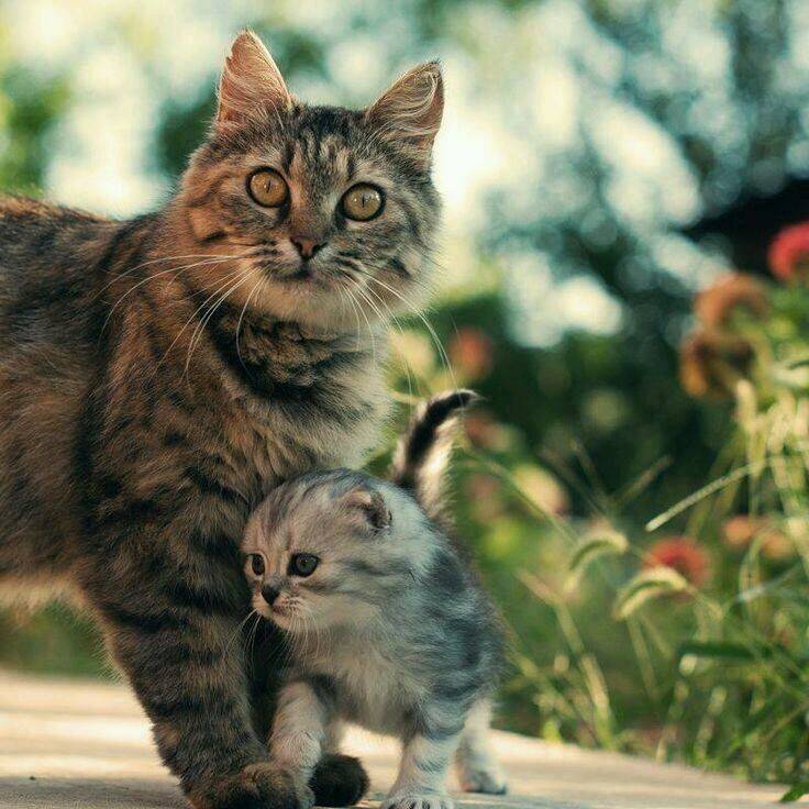 냥이는 냥이를 낳는다.jpgif | 인스티즈