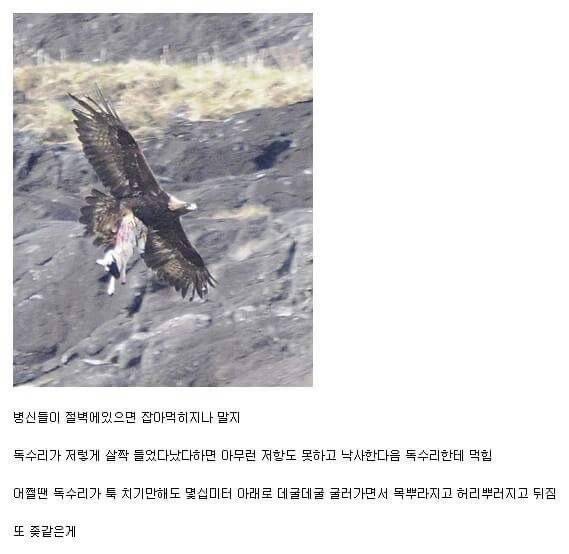ㅂㅅ같은 동물류 최고봉.jpg | 인스티즈