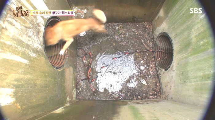 [동물농장] 수로 속에 갇힌 황구가 찾는 희망.JPG (감동주의) | 인스티즈