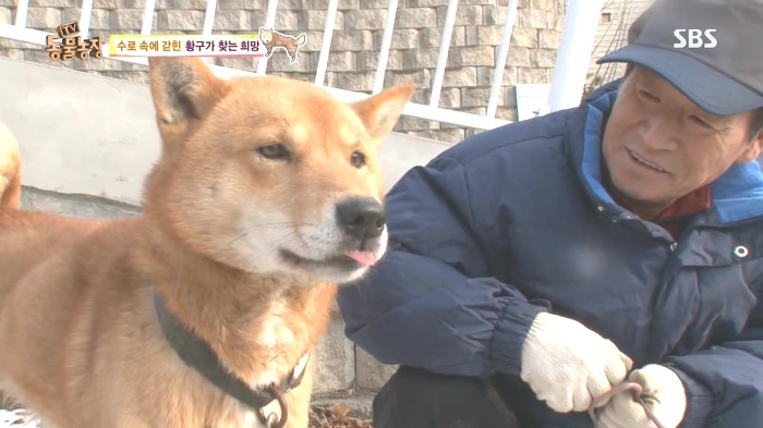 [동물농장] 수로 속에 갇힌 황구가 찾는 희망.JPG (감동주의) | 인스티즈