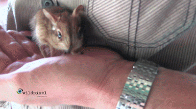 코끼리와 먼 친척이지만 사이즈가 많이 다른 아이.gif | 인스티즈