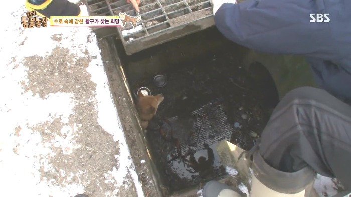 [동물농장] 수로 속에 갇힌 황구가 찾는 희망.JPG (감동주의) | 인스티즈
