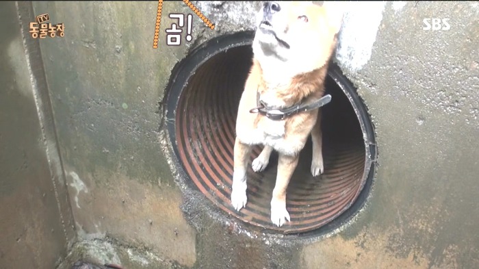 [동물농장] 수로 속에 갇힌 황구가 찾는 희망.JPG (감동주의) | 인스티즈
