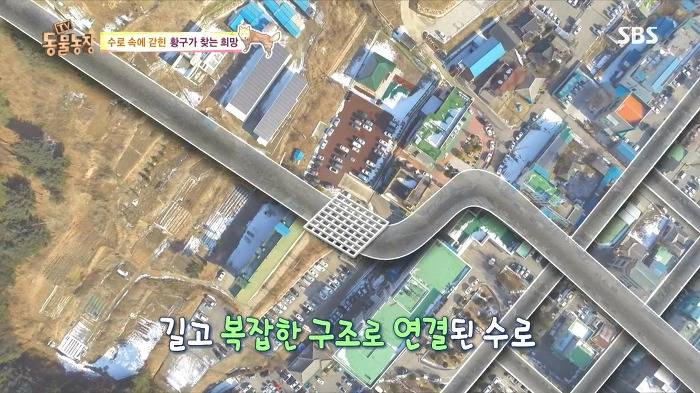 [동물농장] 수로 속에 갇힌 황구가 찾는 희망.JPG (감동주의) | 인스티즈