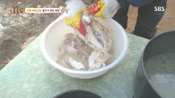 [동물농장] 수로 속에 갇힌 황구가 찾는 희망.JPG (감동주의) | 인스티즈