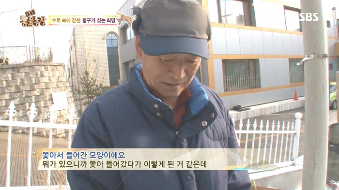 [동물농장] 수로 속에 갇힌 황구가 찾는 희망.JPG (감동주의) | 인스티즈