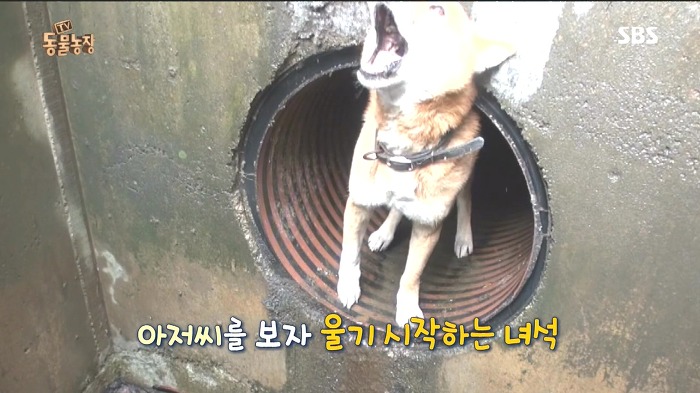 [동물농장] 수로 속에 갇힌 황구가 찾는 희망.JPG (감동주의) | 인스티즈