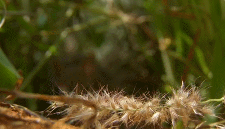 코끼리와 먼 친척이지만 사이즈가 많이 다른 아이.gif | 인스티즈