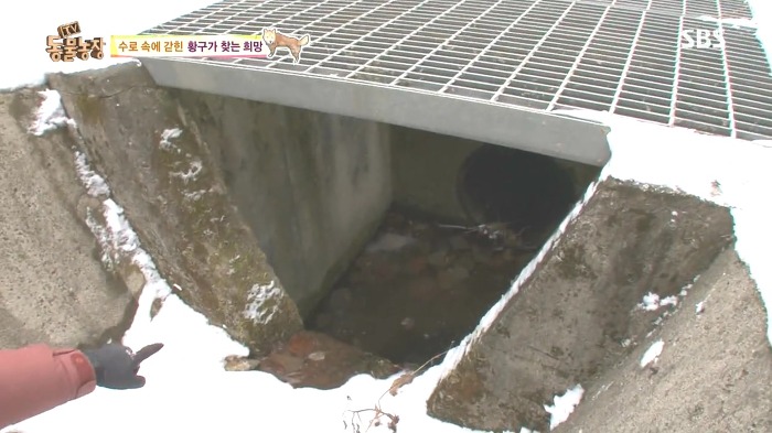 [동물농장] 수로 속에 갇힌 황구가 찾는 희망.JPG (감동주의) | 인스티즈