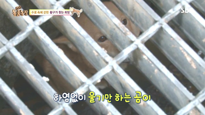 [동물농장] 수로 속에 갇힌 황구가 찾는 희망.JPG (감동주의) | 인스티즈