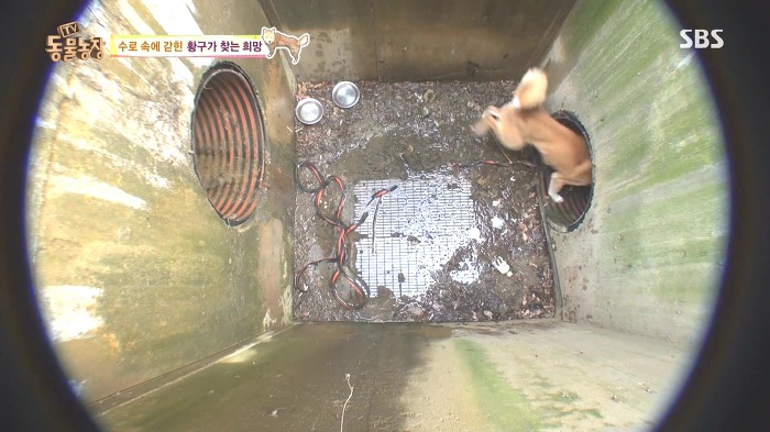 [동물농장] 수로 속에 갇힌 황구가 찾는 희망.JPG (감동주의) | 인스티즈