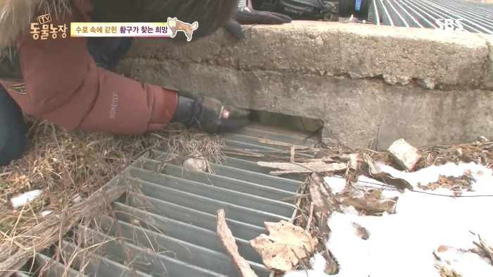 [동물농장] 수로 속에 갇힌 황구가 찾는 희망.JPG (감동주의) | 인스티즈