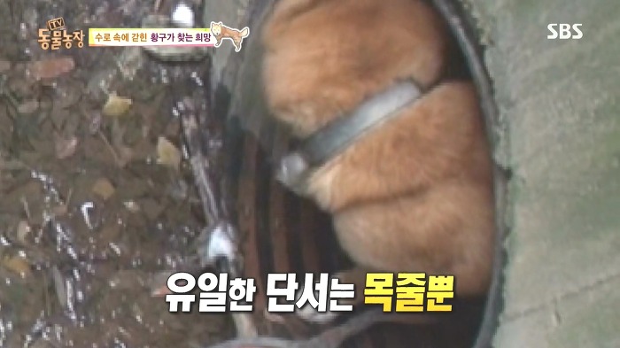 [동물농장] 수로 속에 갇힌 황구가 찾는 희망.JPG (감동주의) | 인스티즈