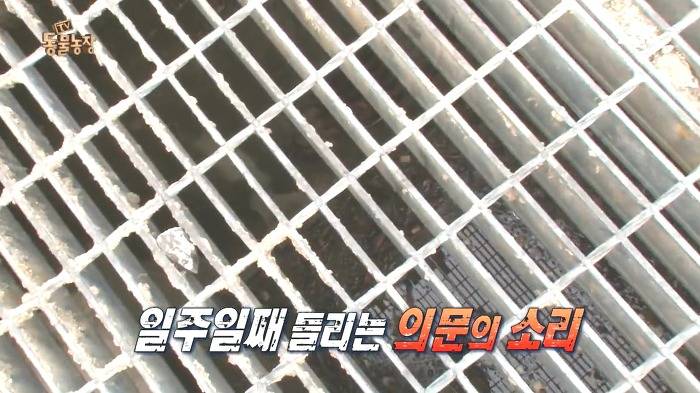 [동물농장] 수로 속에 갇힌 황구가 찾는 희망.JPG (감동주의) | 인스티즈