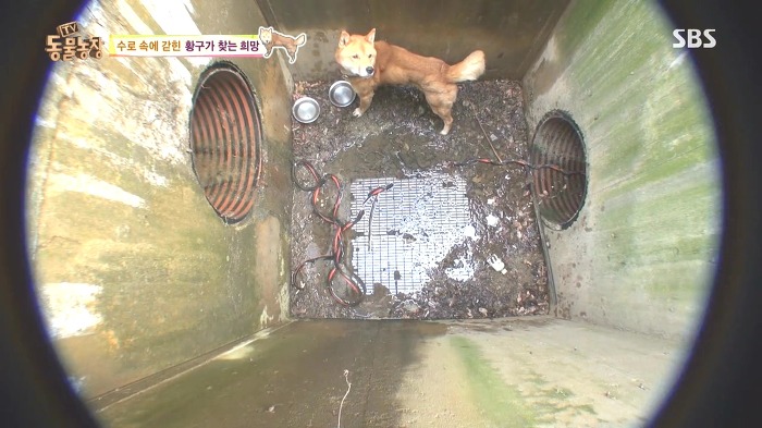 [동물농장] 수로 속에 갇힌 황구가 찾는 희망.JPG (감동주의) | 인스티즈