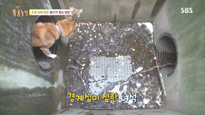 [동물농장] 수로 속에 갇힌 황구가 찾는 희망.JPG (감동주의) | 인스티즈