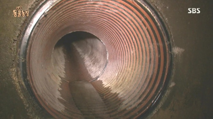 [동물농장] 수로 속에 갇힌 황구가 찾는 희망.JPG (감동주의) | 인스티즈