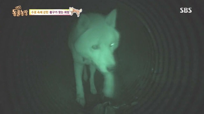[동물농장] 수로 속에 갇힌 황구가 찾는 희망.JPG (감동주의) | 인스티즈