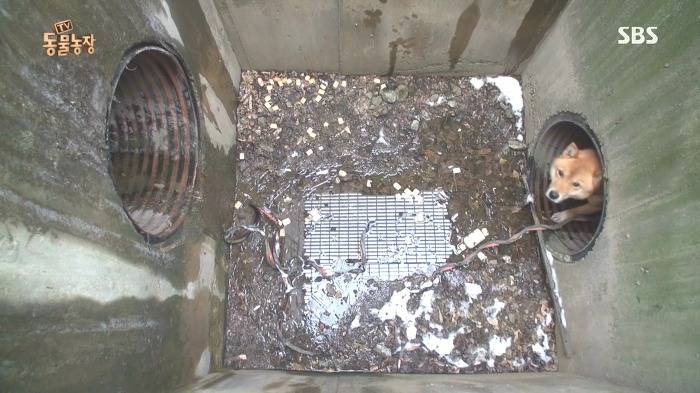 [동물농장] 수로 속에 갇힌 황구가 찾는 희망.JPG (감동주의) | 인스티즈