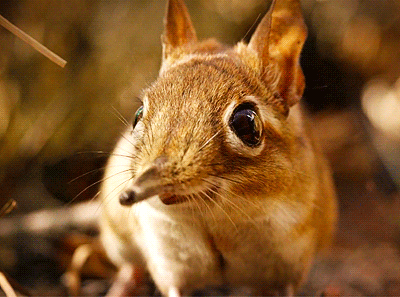 코끼리와 먼 친척이지만 사이즈가 많이 다른 아이.gif | 인스티즈