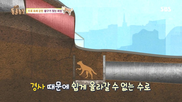 [동물농장] 수로 속에 갇힌 황구가 찾는 희망.JPG (감동주의) | 인스티즈