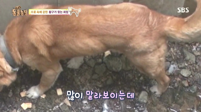 [동물농장] 수로 속에 갇힌 황구가 찾는 희망.JPG (감동주의) | 인스티즈