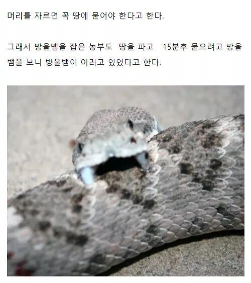 뱀을 죽여도 는 땅에 묻어야 하는 이유 (혐오주의) | 인스티즈