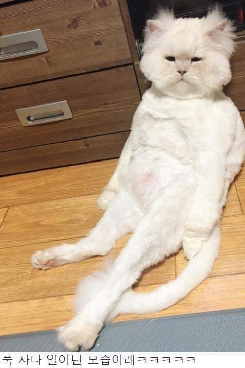 꿀잠 제대로 조진 고양이 | 인스티즈