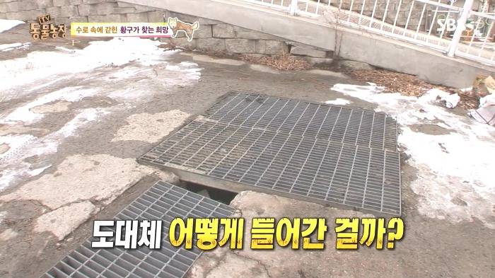 [동물농장] 수로 속에 갇힌 황구가 찾는 희망.JPG (감동주의) | 인스티즈