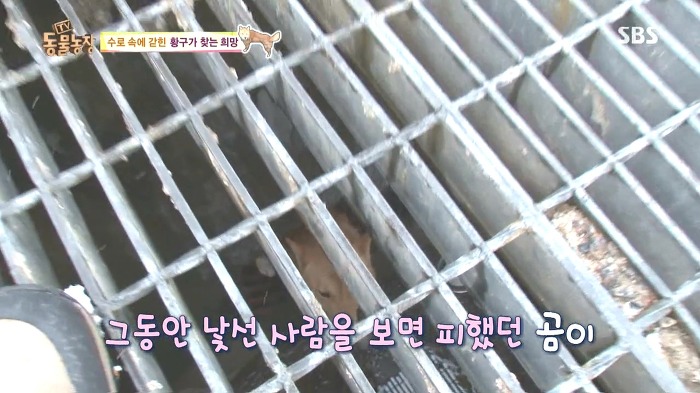 [동물농장] 수로 속에 갇힌 황구가 찾는 희망.JPG (감동주의) | 인스티즈