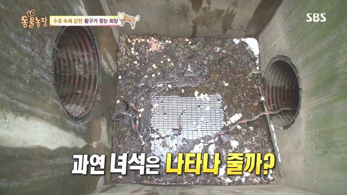 [동물농장] 수로 속에 갇힌 황구가 찾는 희망.JPG (감동주의) | 인스티즈