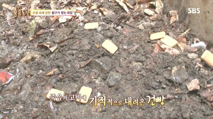 [동물농장] 수로 속에 갇힌 황구가 찾는 희망.JPG (감동주의) | 인스티즈