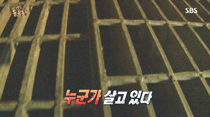 [동물농장] 수로 속에 갇힌 황구가 찾는 희망.JPG (감동주의) | 인스티즈