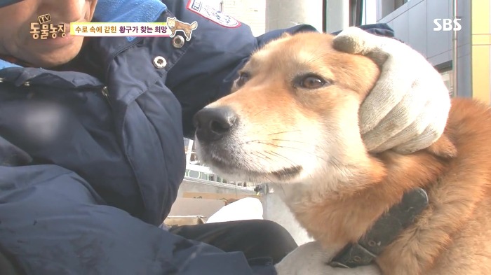 [동물농장] 수로 속에 갇힌 황구가 찾는 희망.JPG (감동주의) | 인스티즈