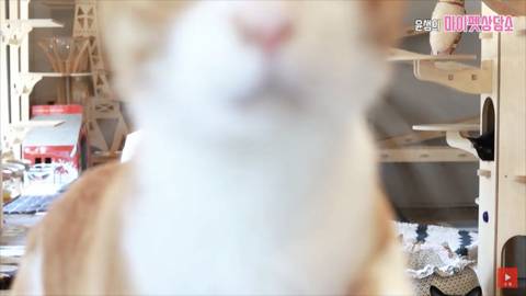 고양이 좋아 하는 사람만. (심쿵) | 인스티즈