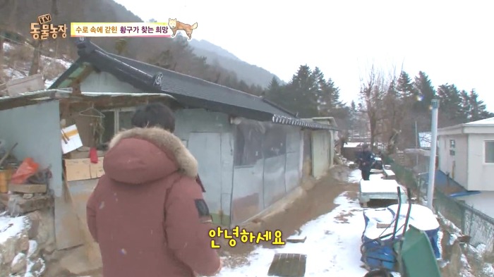 [동물농장] 수로 속에 갇힌 황구가 찾는 희망.JPG (감동주의) | 인스티즈