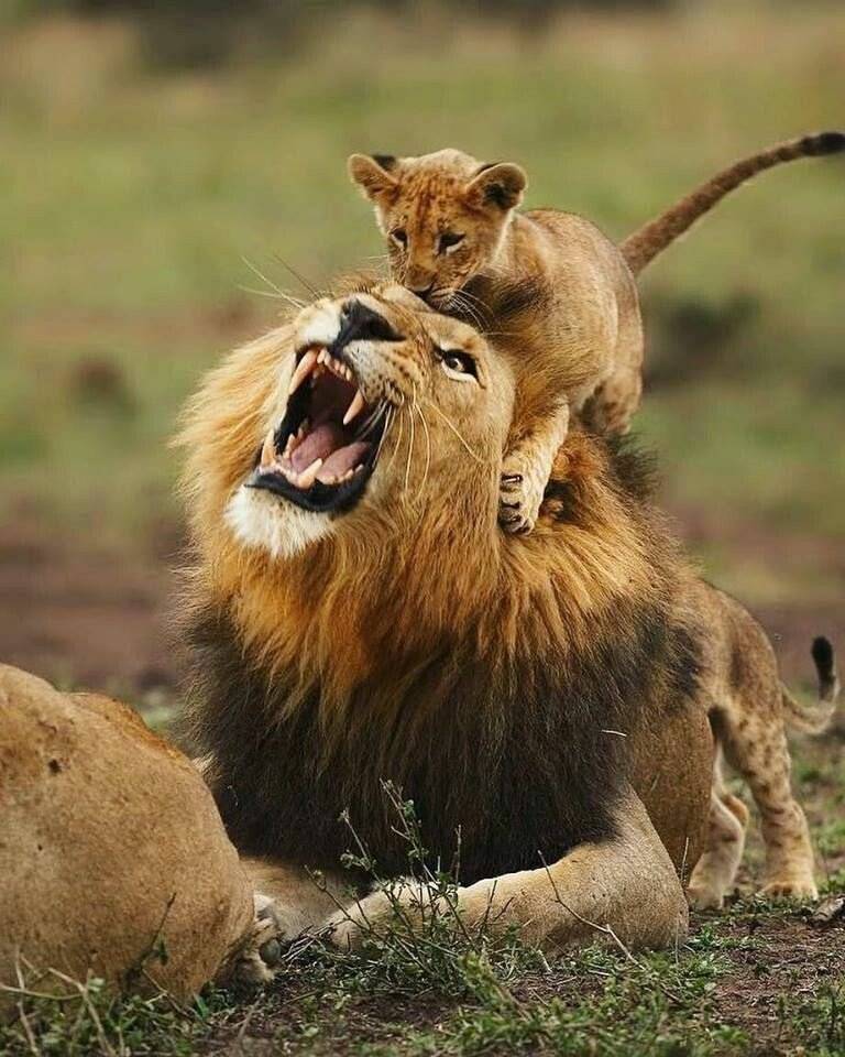 내 아들이 죽지 않고 살아있는 건 귀엽기 때문 | 인스티즈