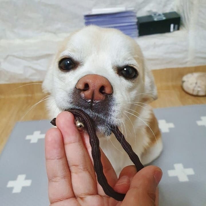 절미 인스타그램 - 머리끈 | 인스티즈